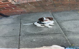 Sprocker dogs for sale: BENJI needs rehoming  - Image 3