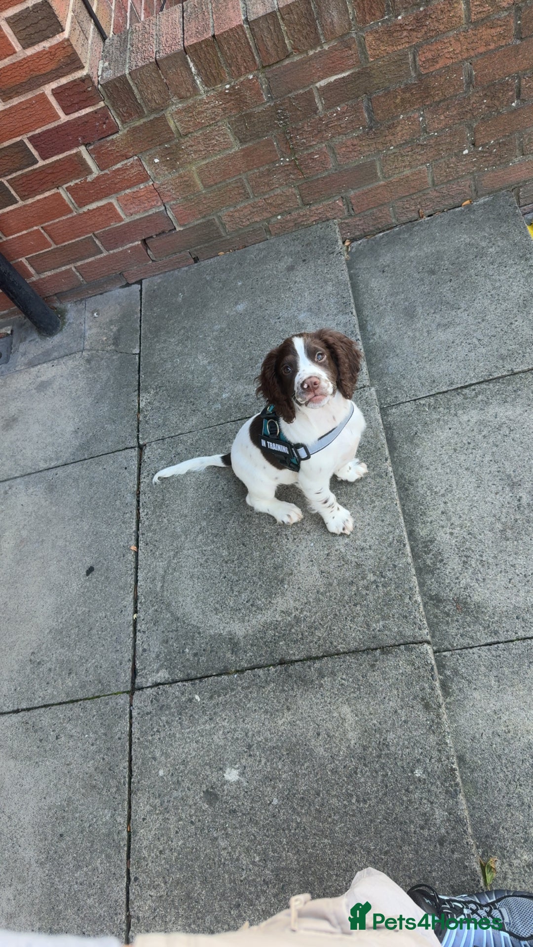 Sprocker dogs for sale: BENJI needs rehoming  - Image 3