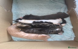 British Longhair cats for sale: Kittens for sale!! in Highbridge - Image 16