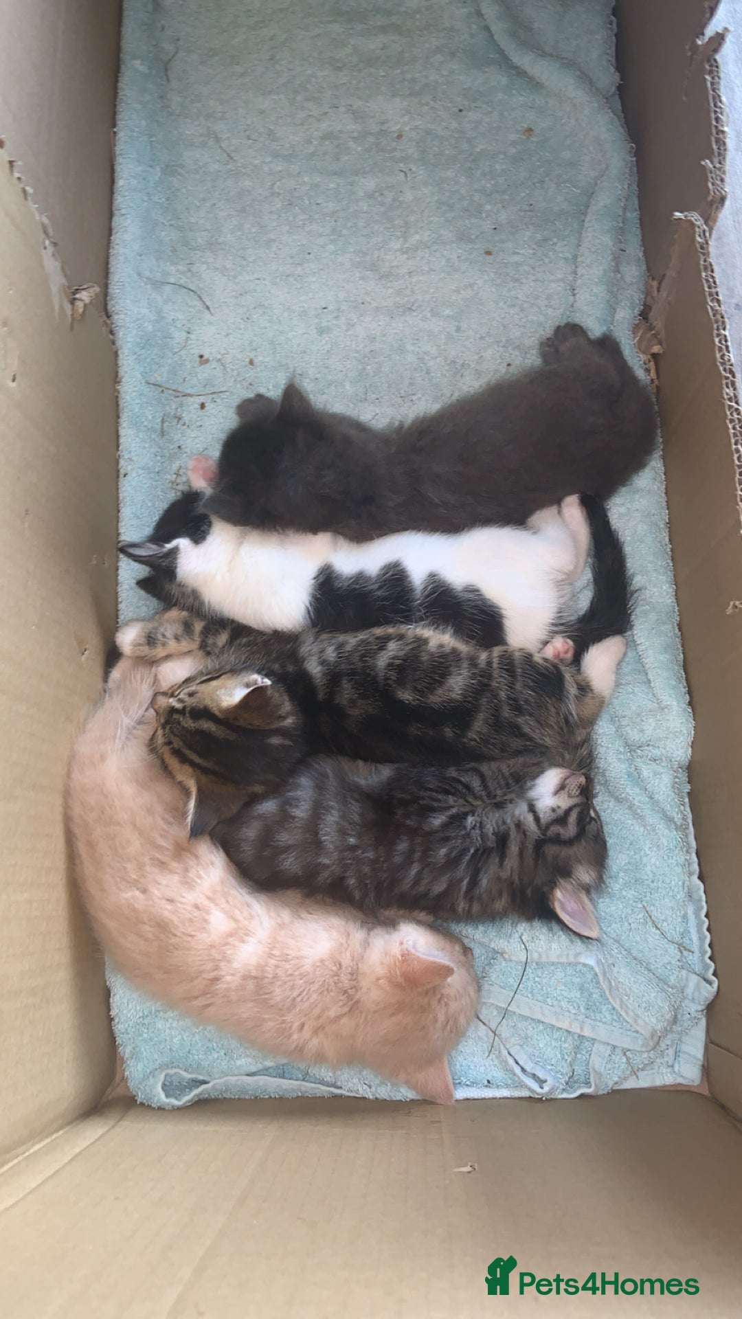 British Longhair cats for sale: Kittens for sale!! in Highbridge - Image 16