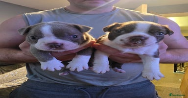 Boston Terrier dogs Blossom's Beautiful Bostons - Advert 9