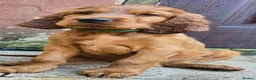 Irish Setter dogs for sale: KC Registered Beautiful Irish Setter Puppies  - Advert 19