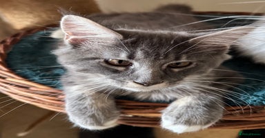 Maine Coon cats - Advert 4