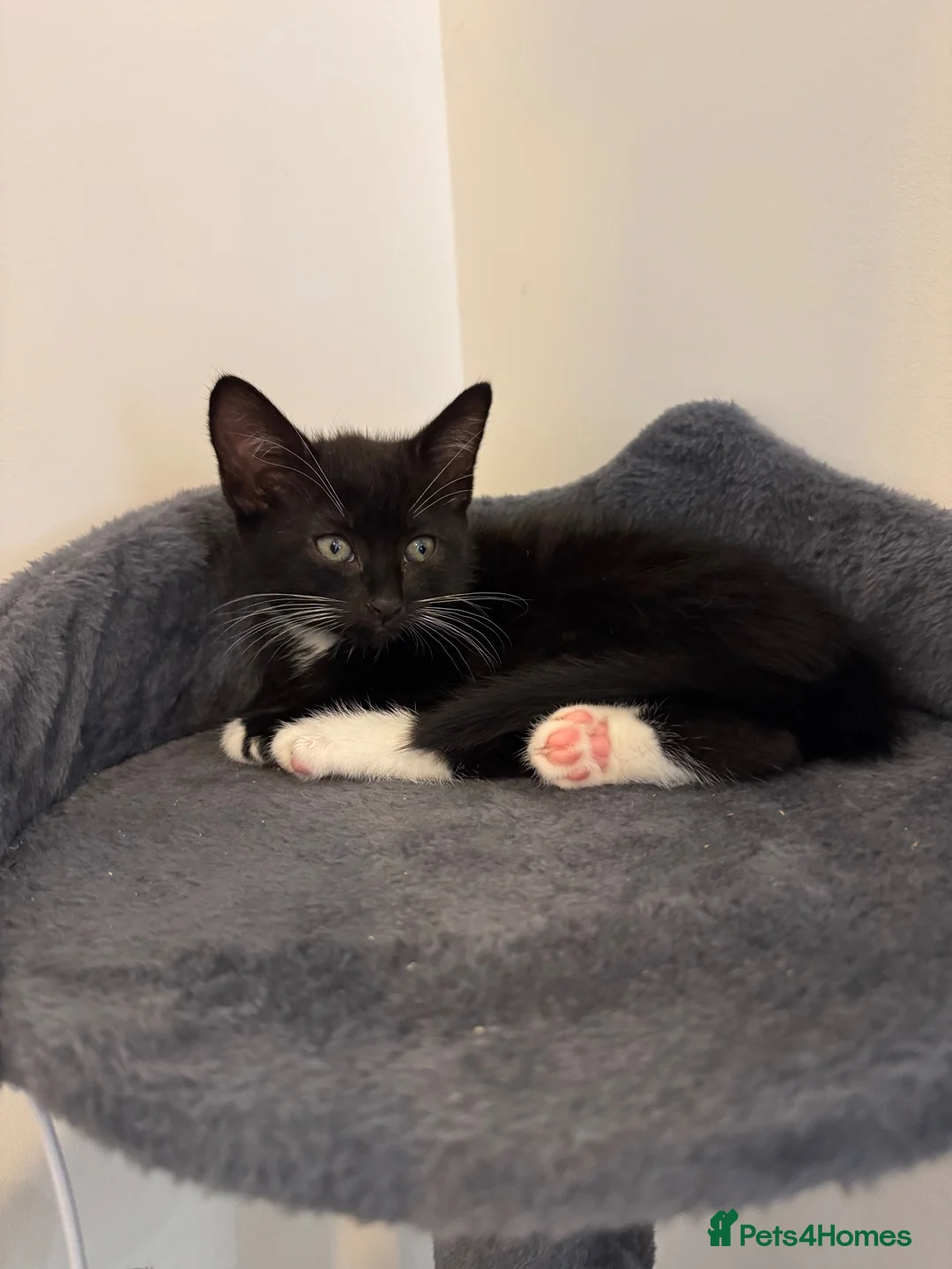 Mixed Breed cats for sale: 2 black and white Kittens  - Advert 11