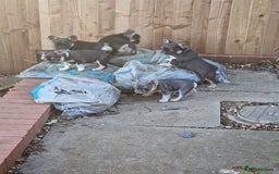 French Bulldog dogs for sale: *LAST2* Fluffy french bulldog puppies - Image 14