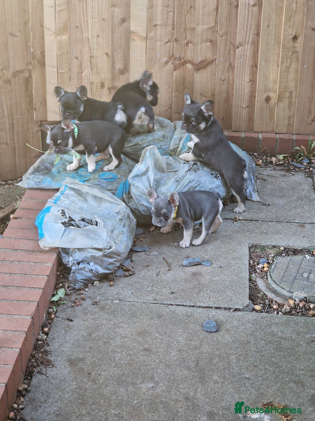 French Bulldog dogs for sale: *LAST2* Fluffy french bulldog puppies - Image 14