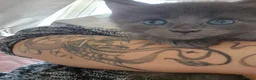Maine Coon cats for sale: Beautiful Maine Coon Kittens  - Advert 6