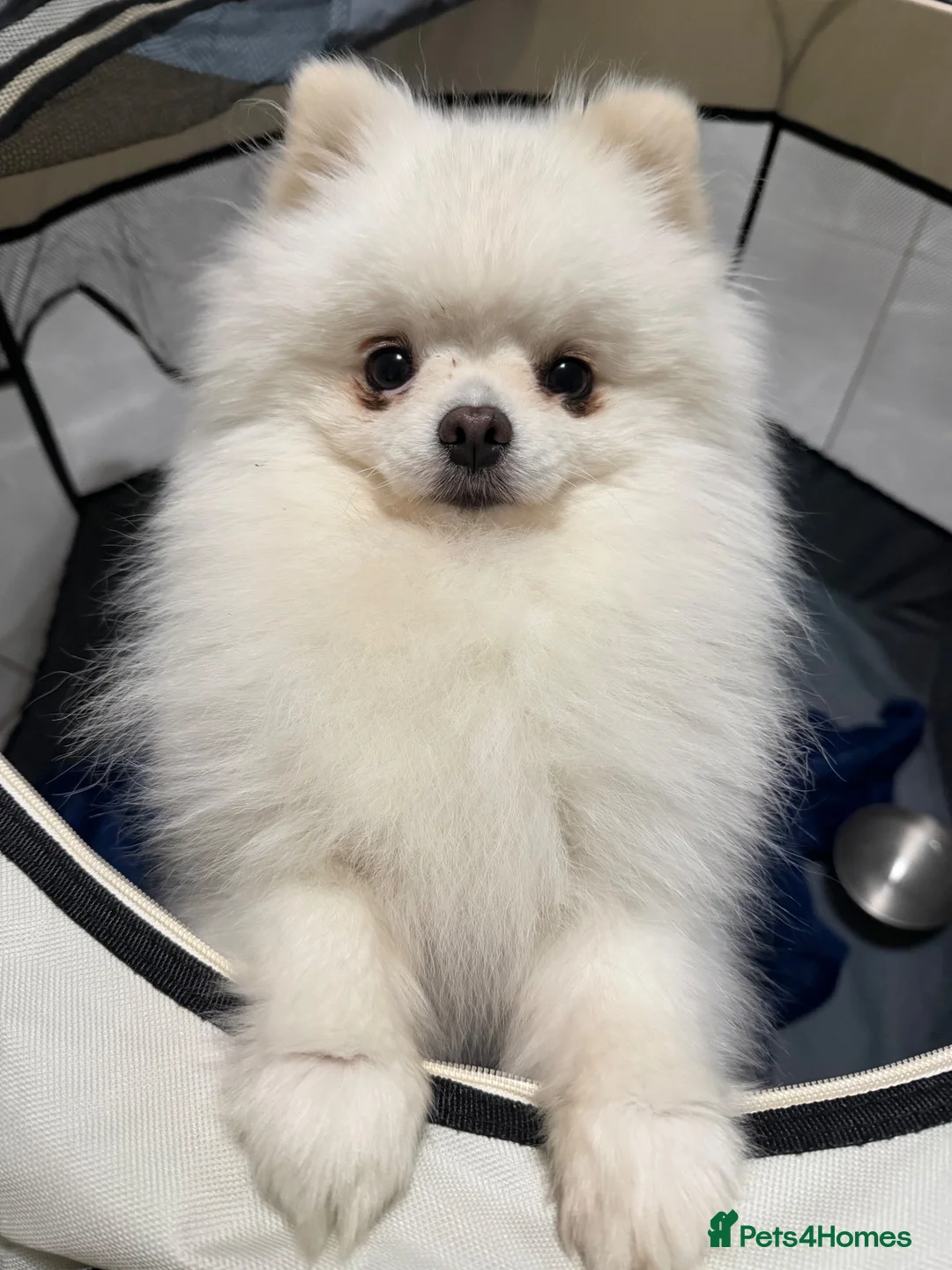 Pomeranian dogs for stud: Olaf white Pomeranian stud - Advert 2