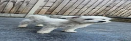 Zuchon dogs for sale: Cookie  in Doncaster - Advert 6