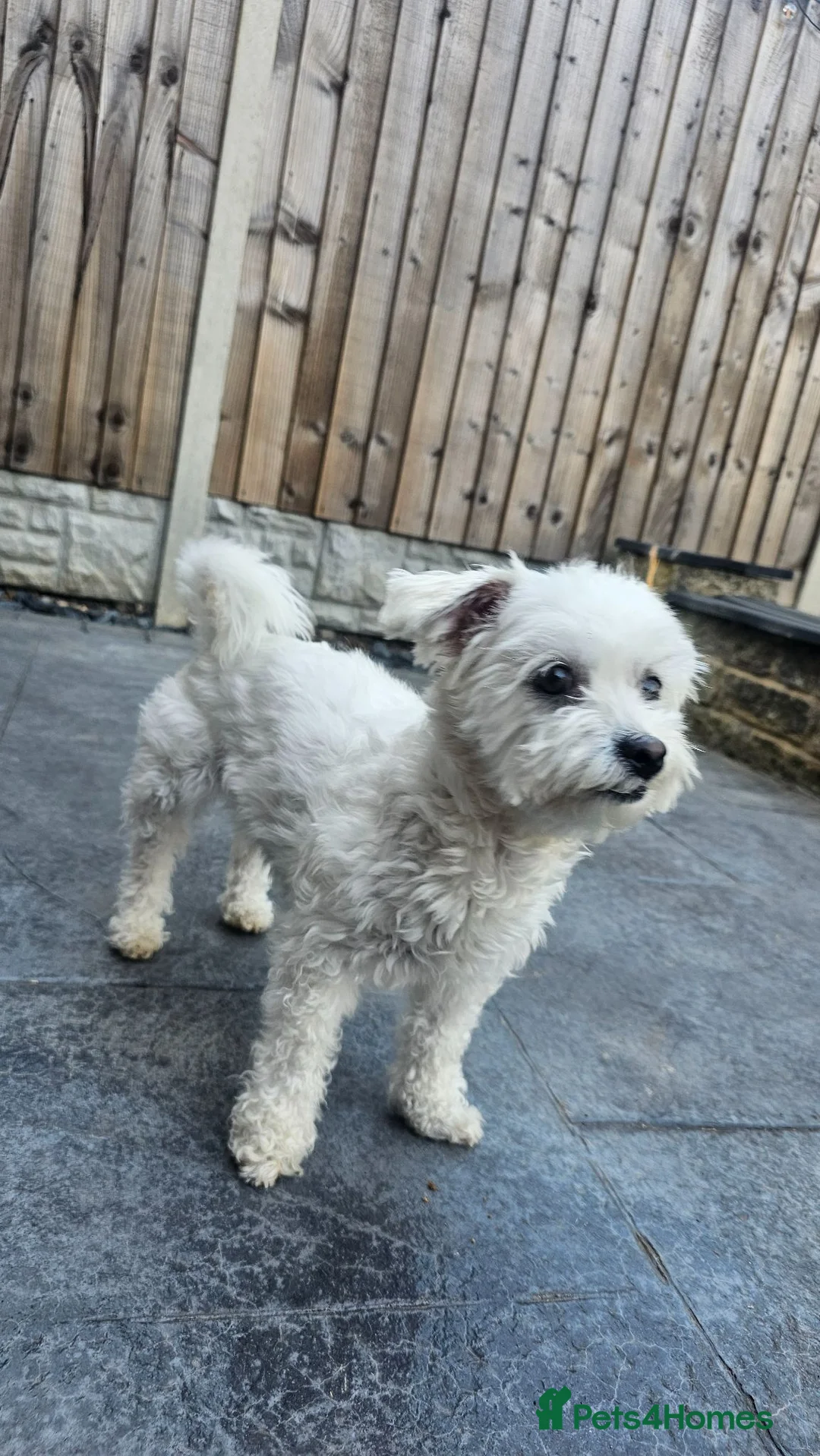 Zuchon dogs for sale: Cookie  in Doncaster - Advert 6