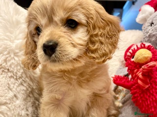 Cavapoo dogs Cavapoo - Advert 10