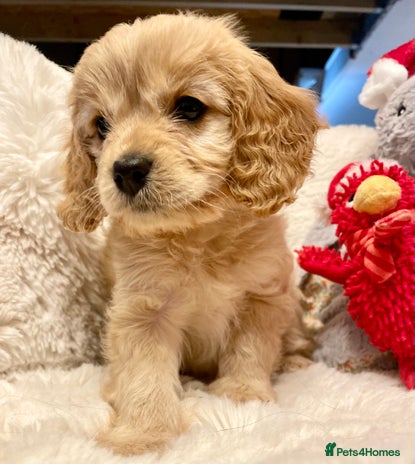 Cavapoo dogs Cavapoo - Advert 3