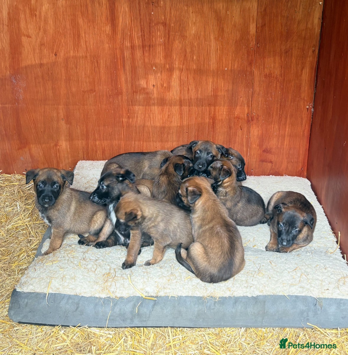 Belgian Shepherd Dog dogs Belgian Mallinois BRN Registered puppies  - Advert 14