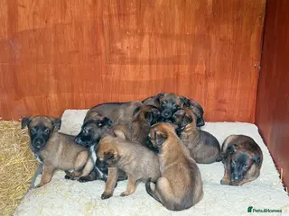 Belgian Shepherd Dog dogs Belgian Mallinois BRN Registered puppies - Advert 14