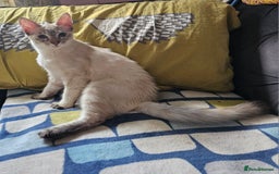 Sphynx cats for sale: Beautiful Sphynx X Siamese kittens - Image 34