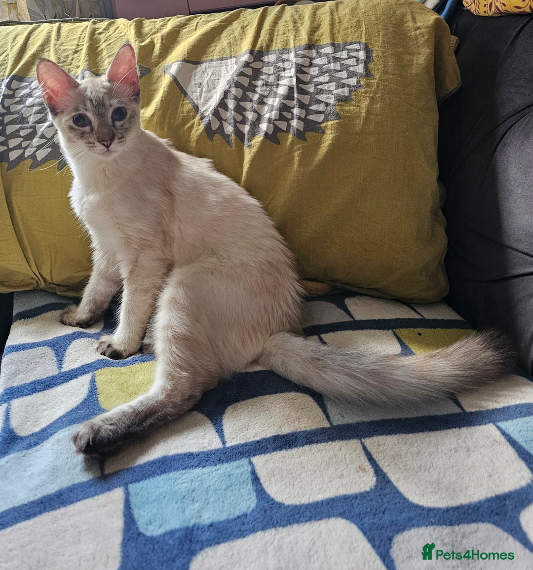 Sphynx cats for sale: Beautiful Sphynx X Siamese kittens - Image 34