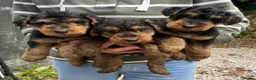 Welsh Terrier dogs for sale: Top Quality KC Reg PLL Clear Welsh Terrier Puppies - Advert 2