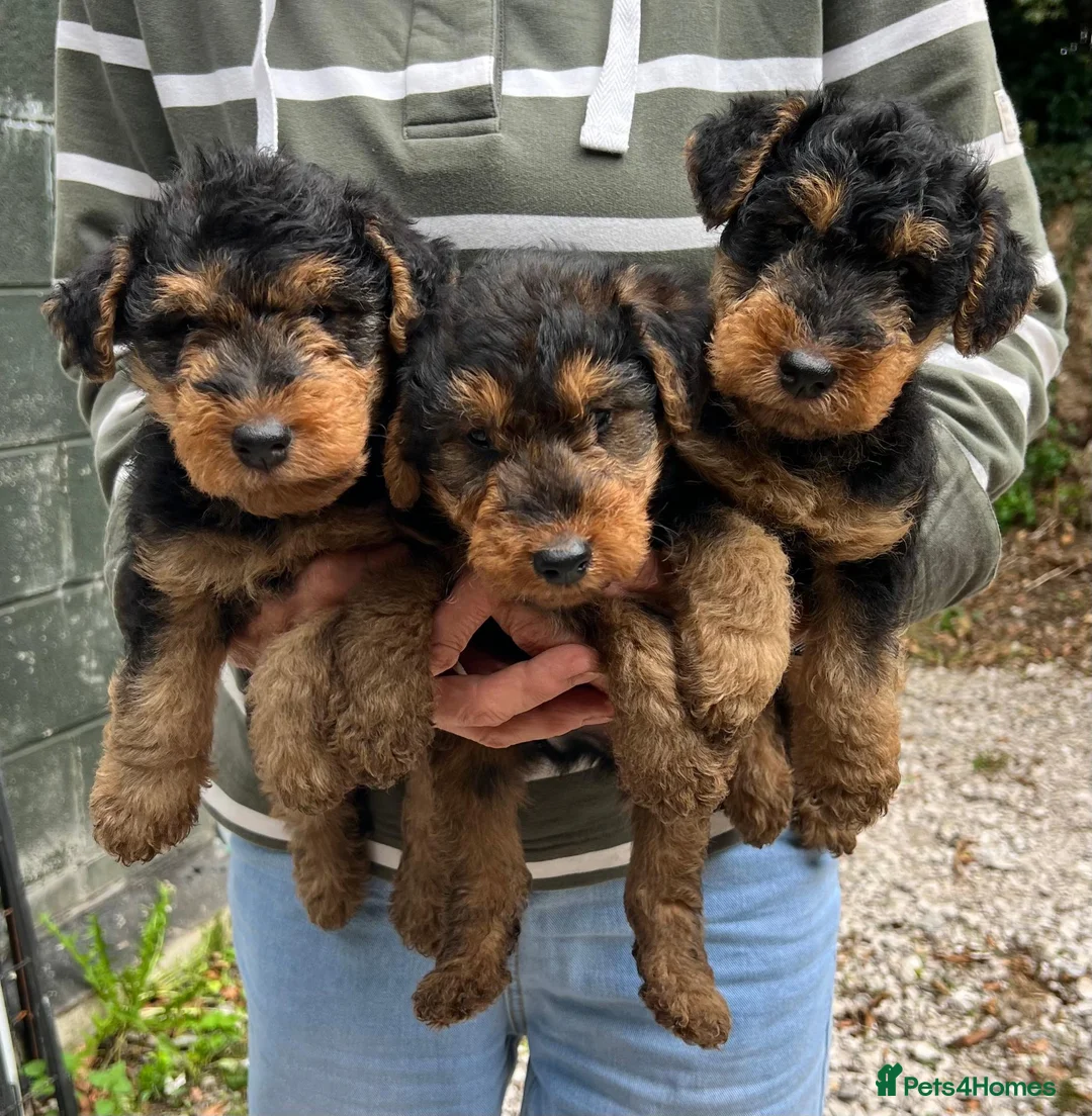 Welsh Terrier dogs for sale: Top Quality KC Reg PLL Clear Welsh Terrier Puppies - Advert 2