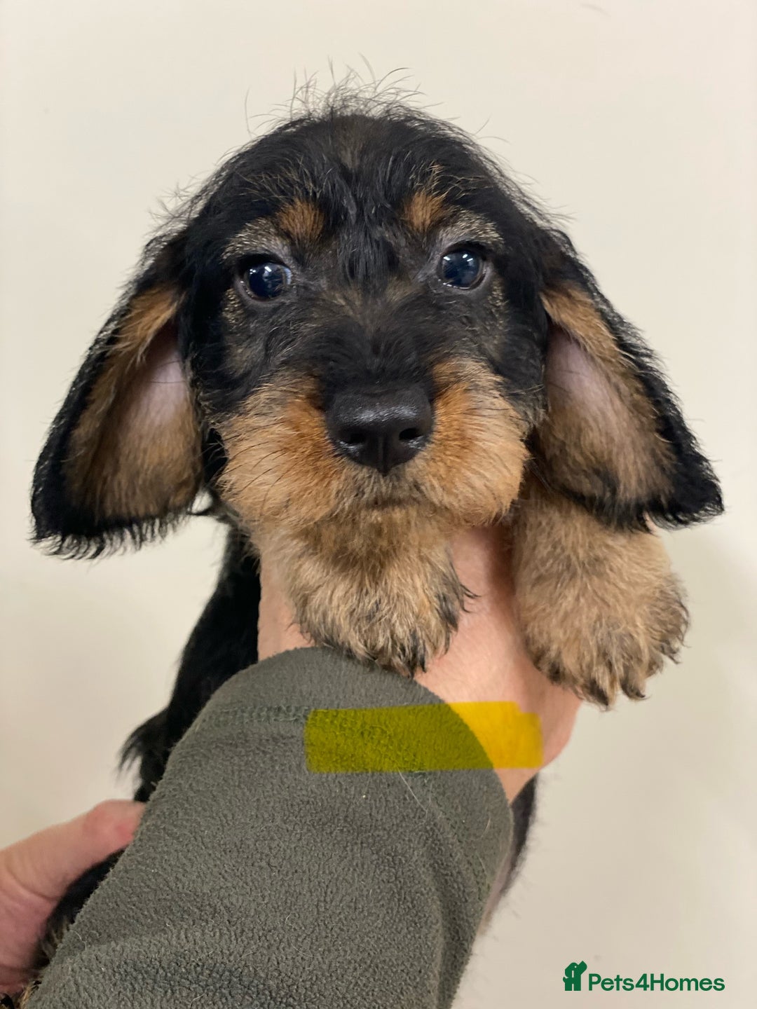 Dachshund dogs for sale: Outstanding Pedigree Litter-Health Tested Parents - Advert 8
