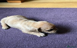 Mixed Breed dogs for sale: French wieners - Image 9