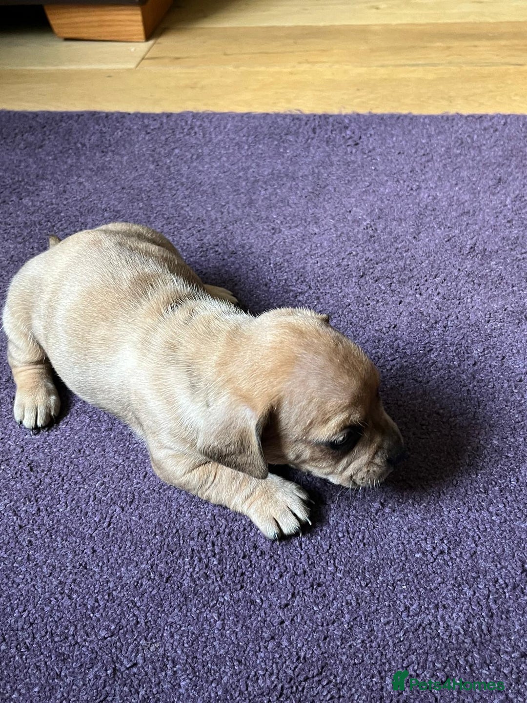 Mixed Breed dogs for sale: French wieners - Image 9