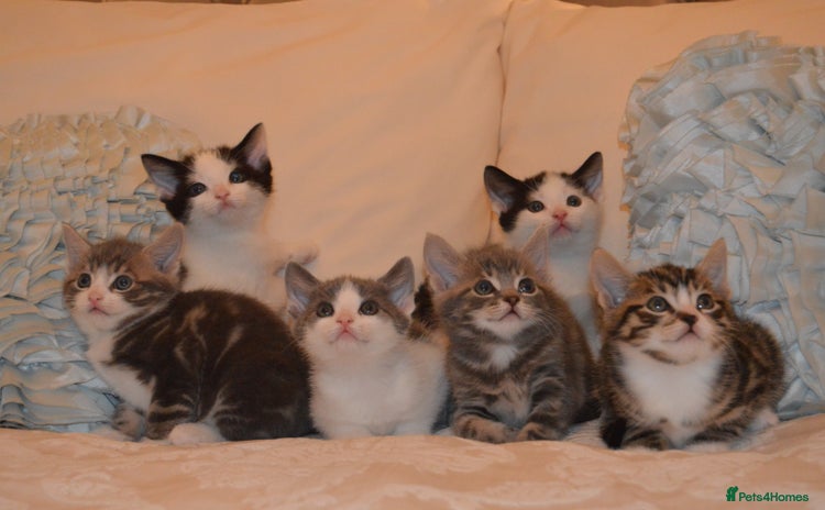 Mixed Breed cats - Advert 13