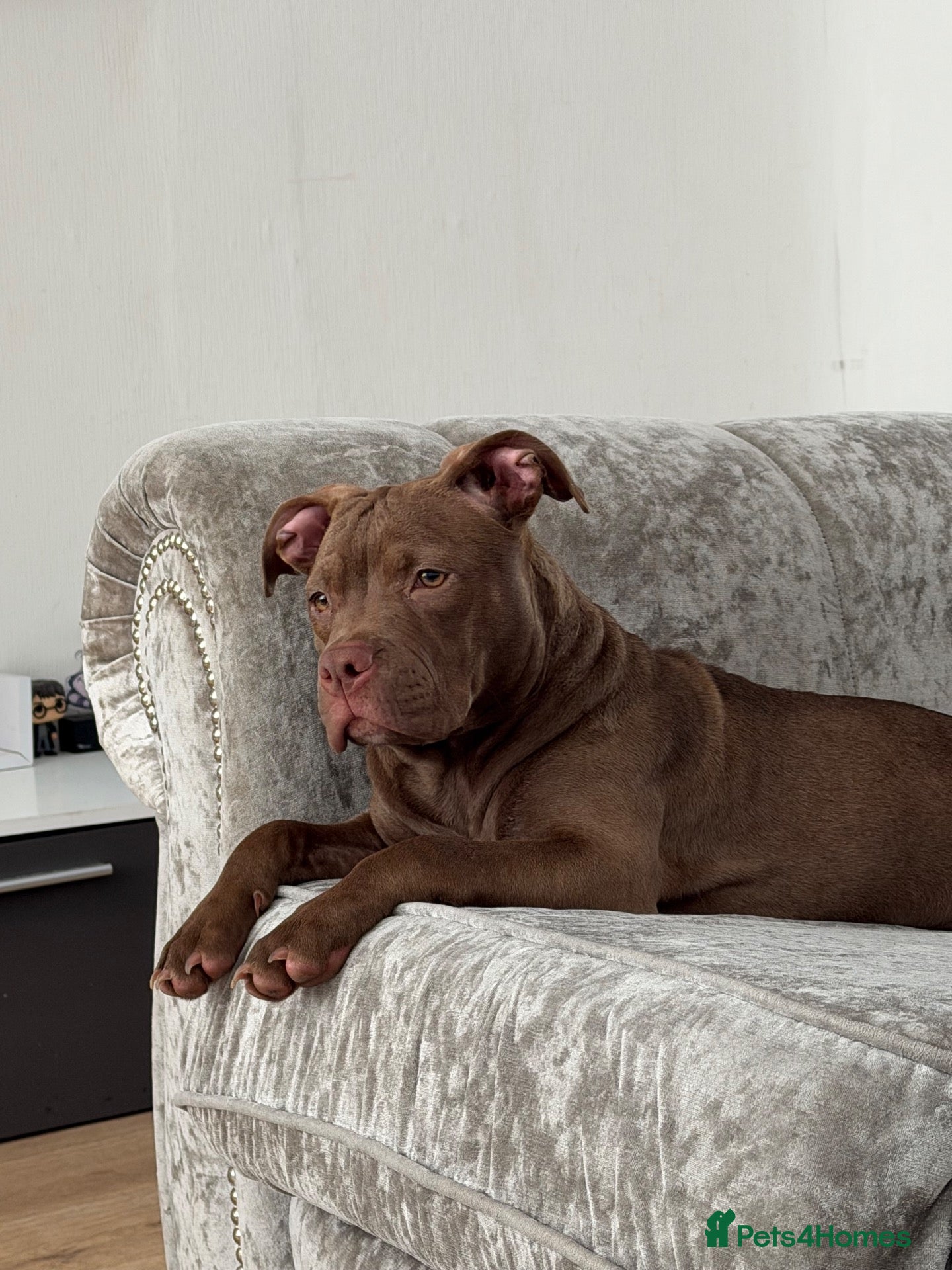 American Bully dogs American Bully - Advert 14