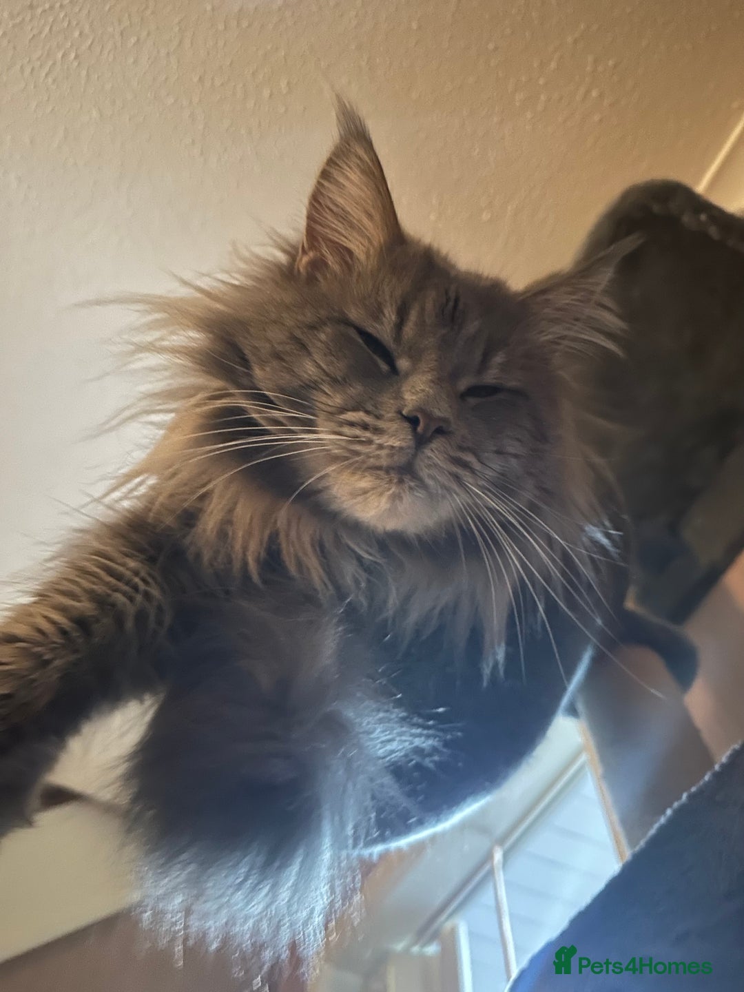 Maine Coon cats for sale: Mainecoon x  - Advert 4