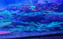 Other/Mixed Breed fish for sale: Beautiful mature reeftank - Image 2