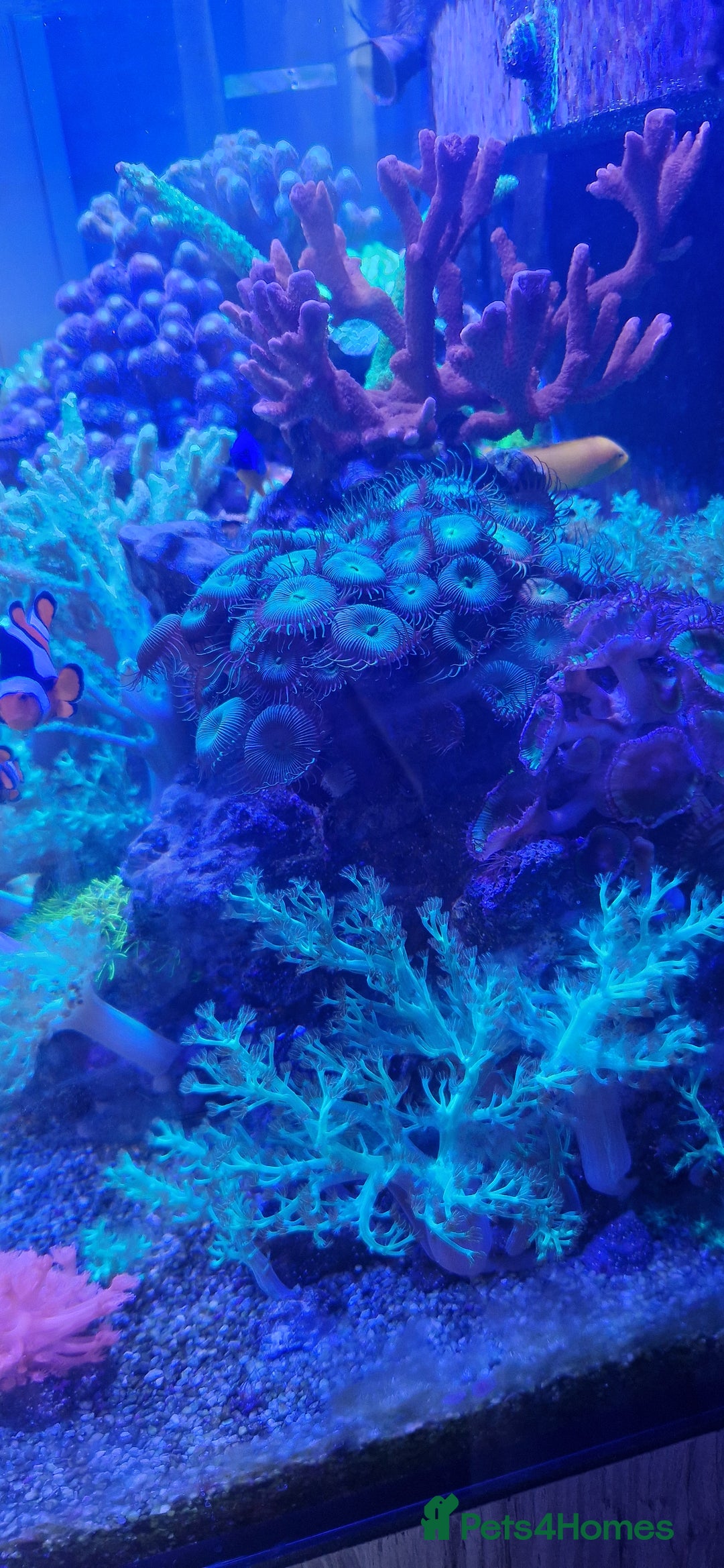 Other/Mixed Breed fish for sale: Beautiful mature reeftank - Image 2
