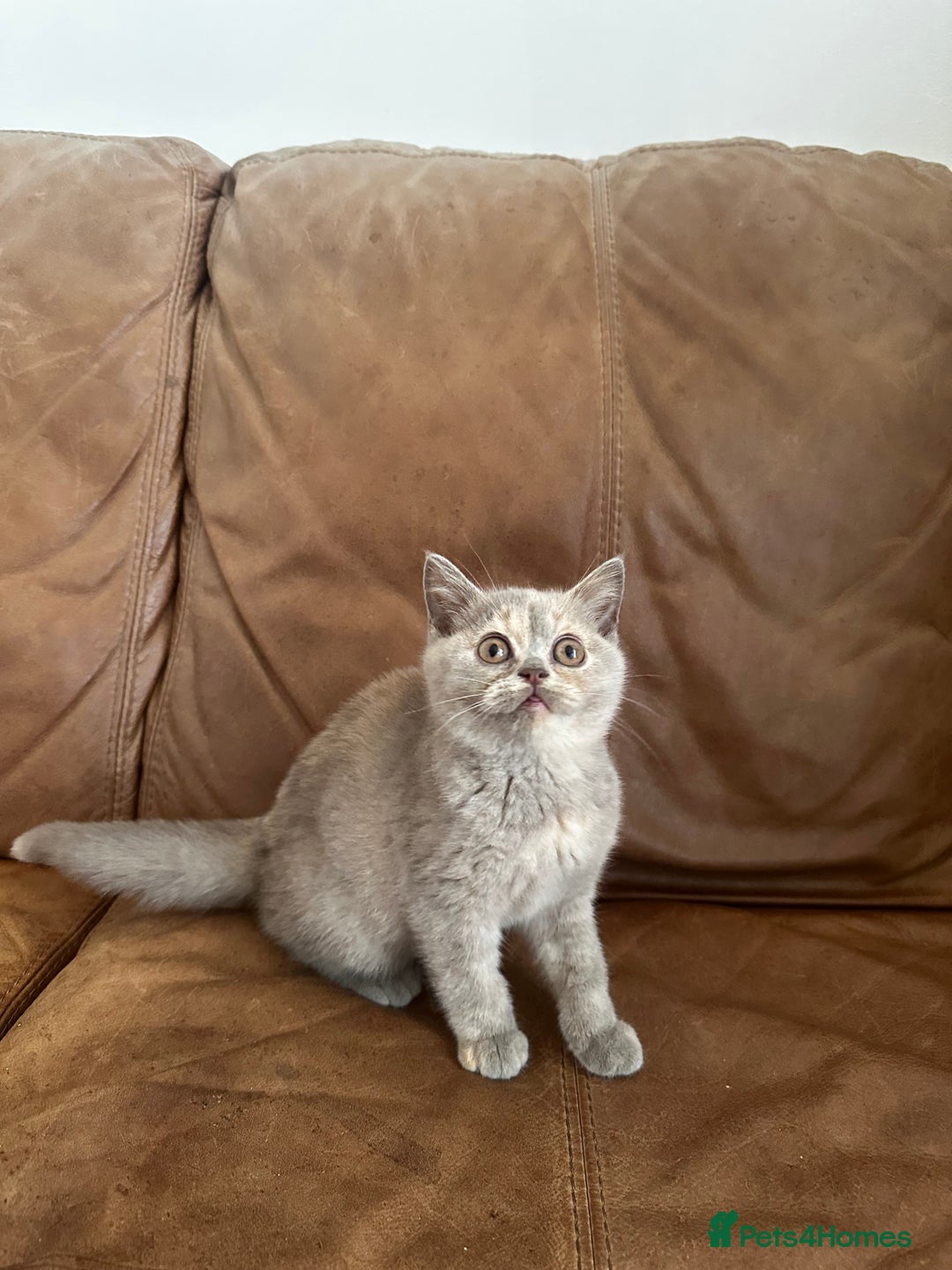 British Shorthair cats for sale: READY NOW GCCF REG CHUNKY CHOCOLATE  BS KITTENS  - Image 12