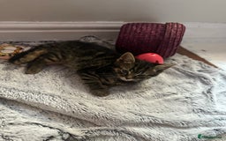 Mixed Breed cats for sale: Mixed breed kittens  - Image 9