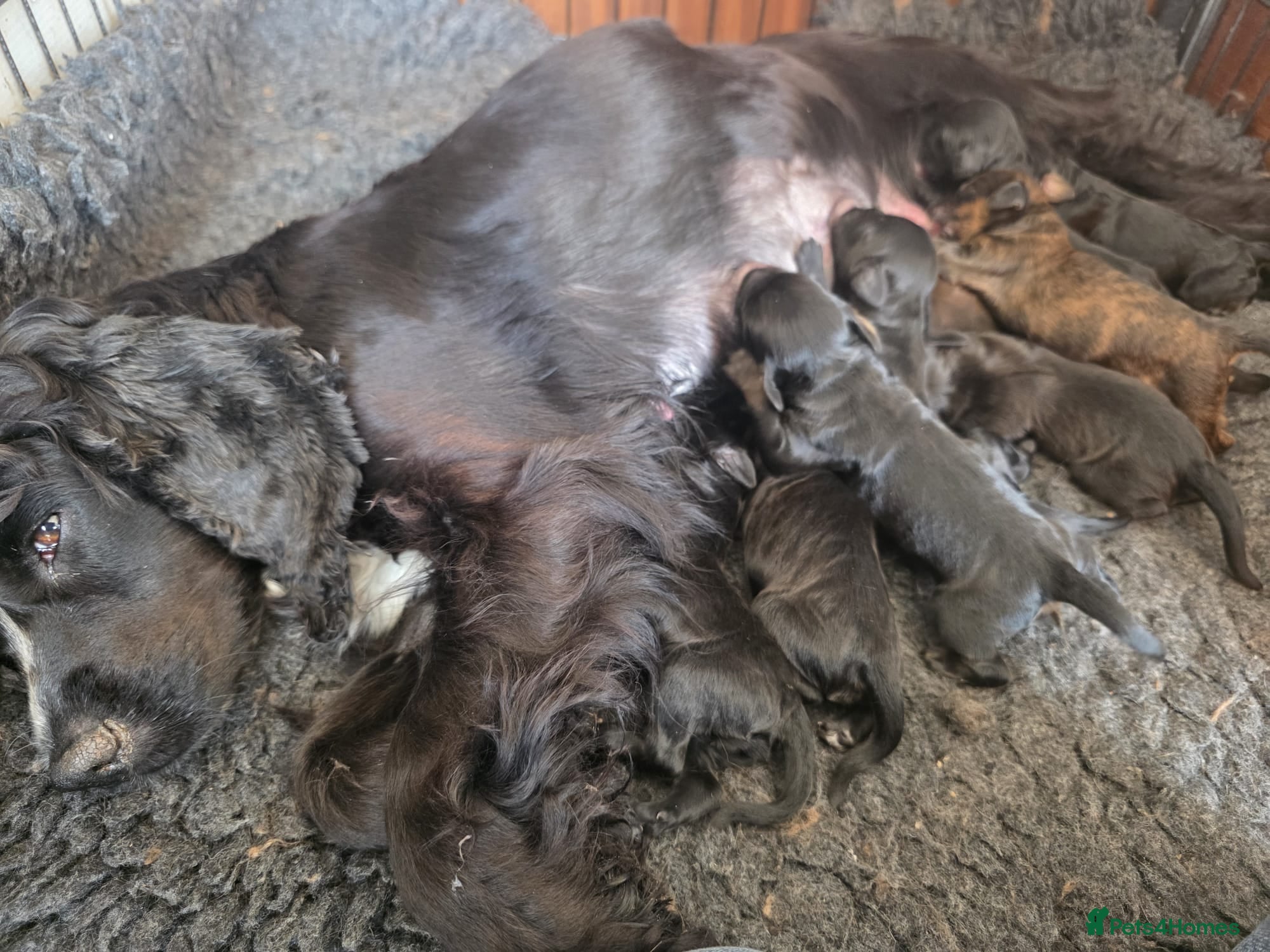 Cockapoo dogs F1 dna clear beauiful cockapoos  - Advert 2