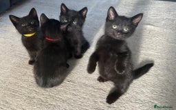 Domestic Shorthair cats for sale: 7 beautiful kittens!!!🐈‍⬛🐈‍⬛🐈‍⬛ - Image 17