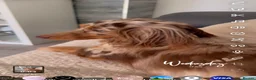 Miniature Dachshund dogs for sale: 2 beautiful shaded cream longhair pups  - Advert 1
