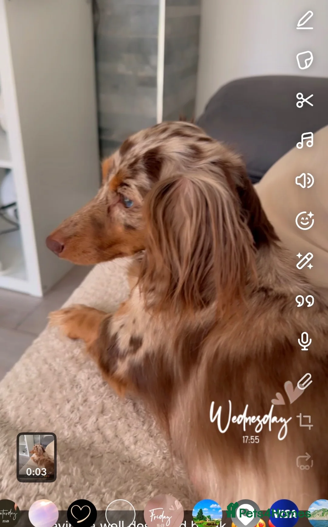 Miniature Dachshund dogs for sale: 2 beautiful shaded cream longhair pups  - Advert 1