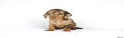 Miniature Dachshund dogs for sale: Miniature dachshund beautiful litter - Advert 28