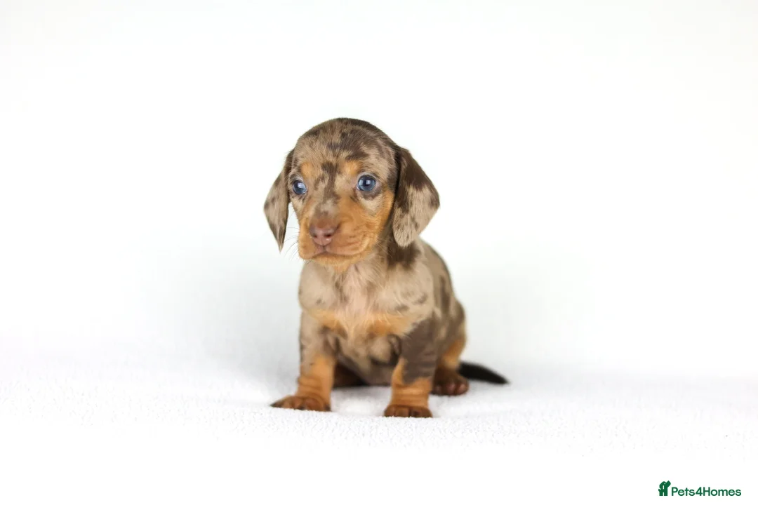 Miniature Dachshund dogs for sale: Miniature dachshund beautiful litter - Advert 28