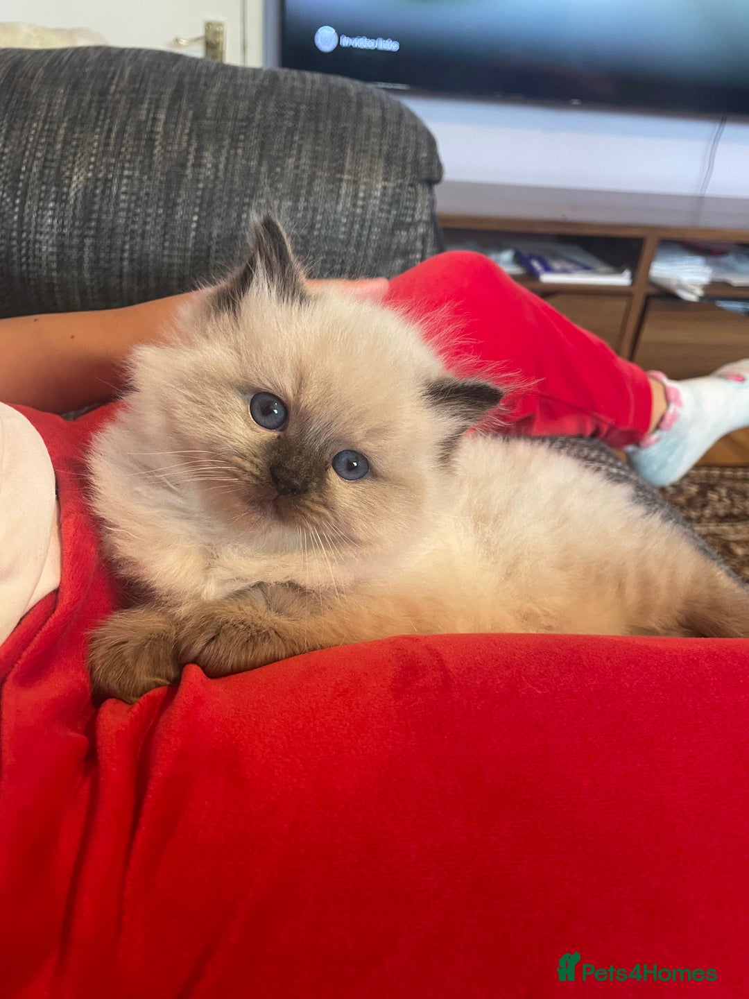 Ragdoll cats for sale:  Beautiful Ragdoll Kittens * 3 BoYs *  - Image 10