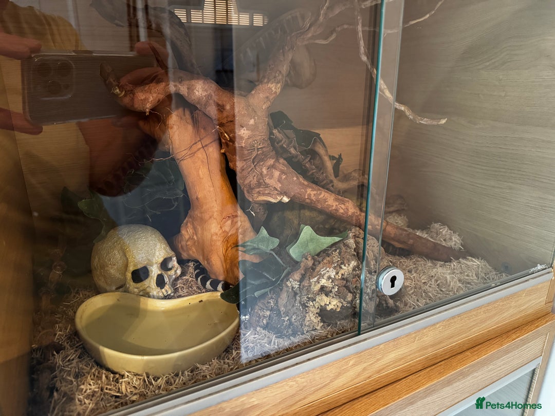 Boa Snake reptiles for sale: Boa, royal and a California king snake for sale  - Image 19