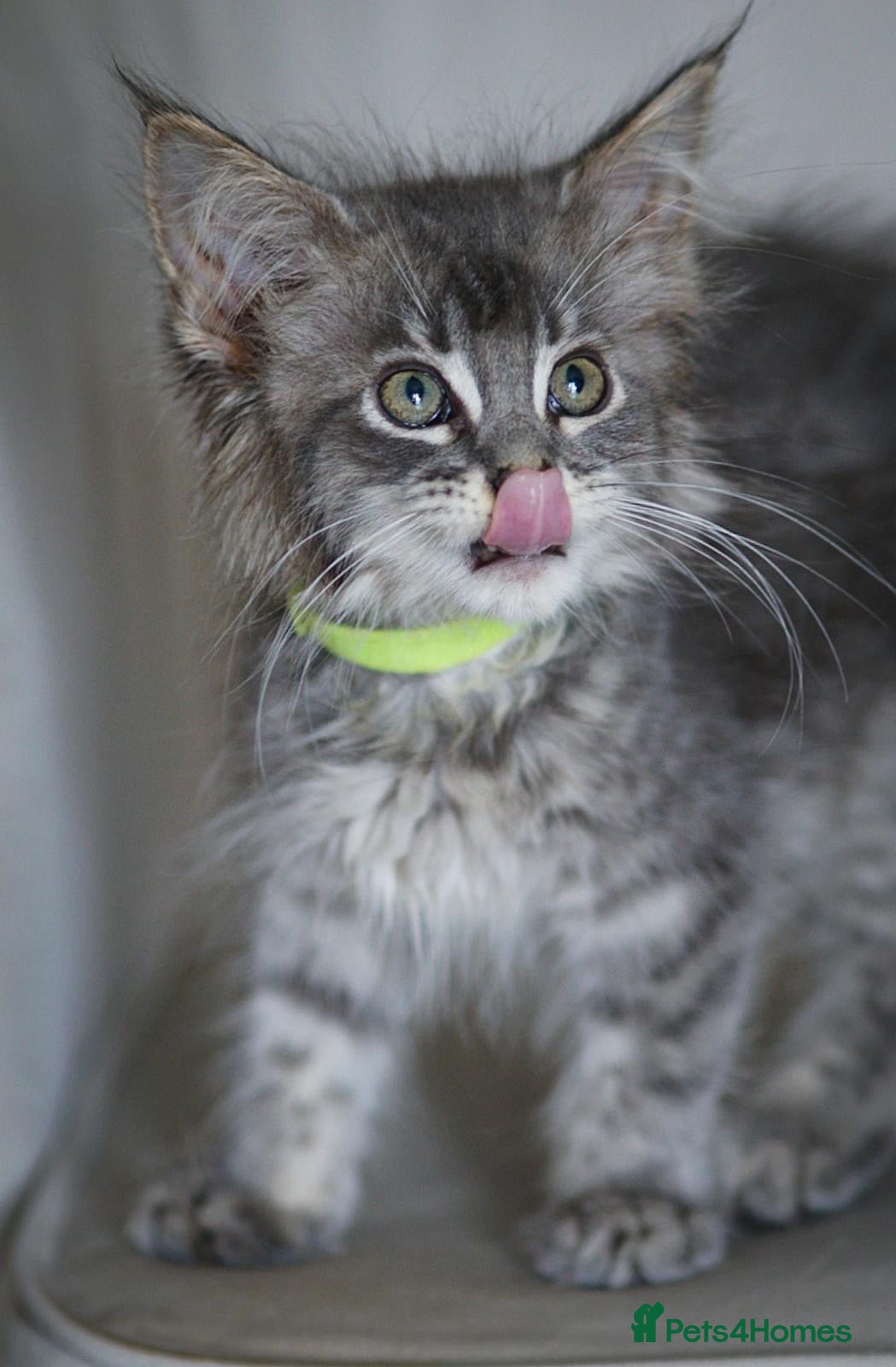 Maine Coon cats REDUCED  MAINECOON KITTENS READY NOW 1 boy 2 girls - Advert 9