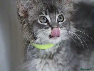 Maine Coon cats REDUCED MAINECOON KITTENS READY NOW 1 boy 2 girls - Advert 9