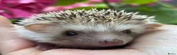 Pygmy Hedgehog rodents for sale: African Pygmy Hedgehog Ethnical breeding mixed - Advert 11