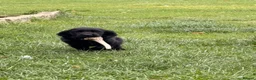 Cocker Spaniel dogs for sale: 4 boys left ready now - Advert 13
