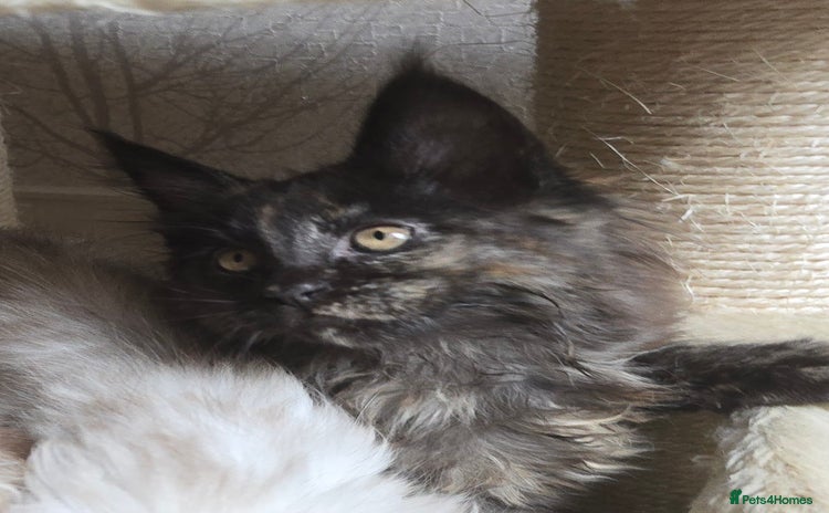Maine Coon cats - Advert 1