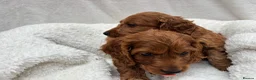 Cavapoo dogs for sale: Cavapoo puppies - Advert 11