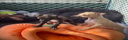 Italian Greyhound dogs for sale: 🐾✨Gorgeous KC Italian greyhound licensed breeder  - Advert 22