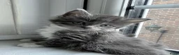 Maine Coon cats for sale: Black Smoke Maine Coon TICA Reg Ready April - Advert 3