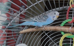 Budgerigars birds for sale: Baby Budgies in Otley - Image 2