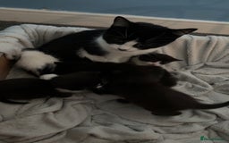 Domestic Shorthair cats for sale: 3 gorgeous kittens 6 weeks old atm - Image 3